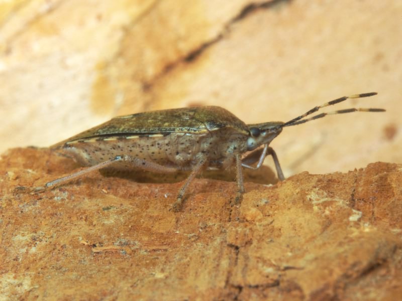 Rhaphigaster nebulosa (Poda, 1761)